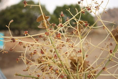 Hildegardia populifolia